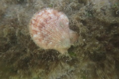 Chlamys hastata