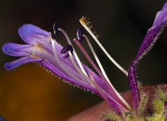 Penstemon heterodoxus heterodoxus