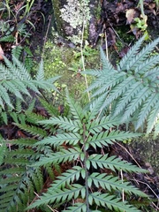 Polystichum neozelandicum neozelandicum