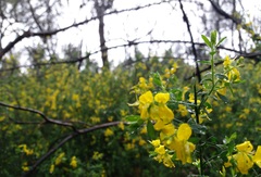 Genista falcata