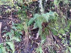 Polystichum neozelandicum neozelandicum