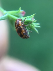 Cryptocephalus castaneus