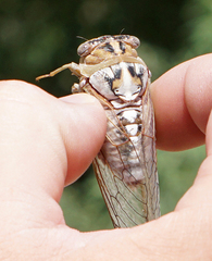 Megatibicen dealbatus
