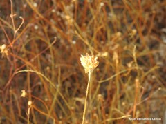 Petrorhagia prolifera