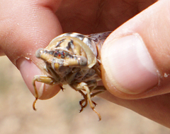 Megatibicen dealbatus