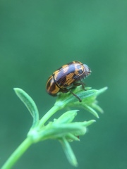 Cryptocephalus castaneus