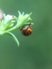 Cryptocephalus castaneus