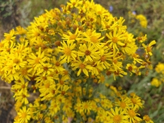 Jacobaea grandidentata