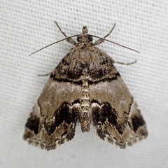 Cutina distincta