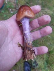 Cortinarius collinitus