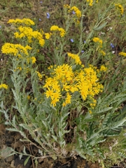 Jacobaea grandidentata