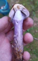 Cortinarius collinitus