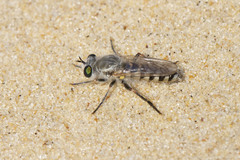 Laphystia litoralis