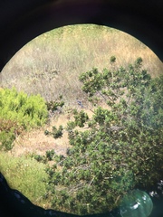 Aphelocoma insularis