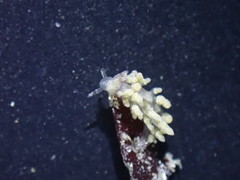 Eubranchus olivaceus