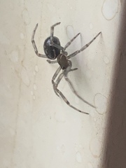 Steatoda borealis