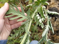 Jacobaea grandidentata