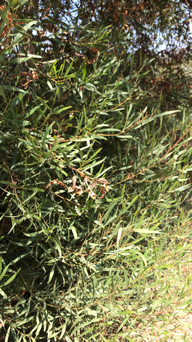 iNaturalist observation photo of western coastal wattle