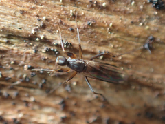 Tachydromiinae