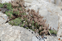 Petrophytum caespitosum caespitosum