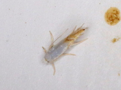 Phyllonorycter clemensella