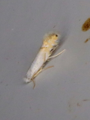 Phyllonorycter clemensella