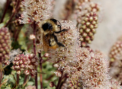 Petrophytum caespitosum caespitosum