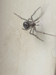 Steatoda borealis