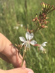 Oenothera gaura