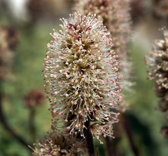 Petrophytum caespitosum caespitosum