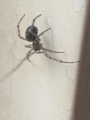 Steatoda borealis