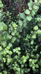 Ribes viburnifolium