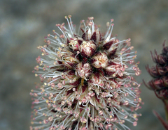 Petrophytum caespitosum caespitosum