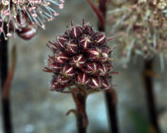 Petrophytum caespitosum caespitosum