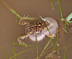 Physalaemus biligonigerus