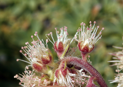 Petrophytum caespitosum caespitosum