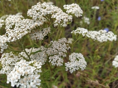 Achillea millefolium