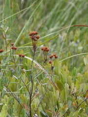 Kalmia polifolia