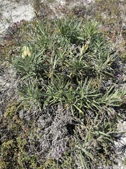 Onosma tanaitica