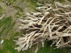 Flustridae
