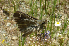 Muschampia floccifera