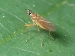 Hemerodromiinae