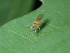 Hemerodromiinae