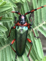 Stenaspis verticalis