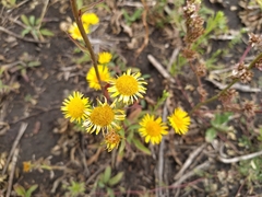 Pentanema britannica