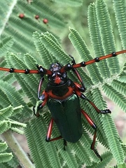 Stenaspis verticalis