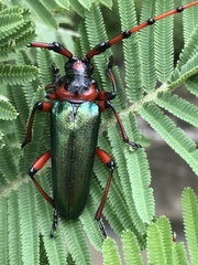 Stenaspis verticalis