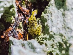 Eleutherodactylus flavescens