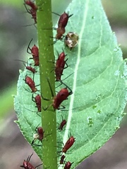 Uroleucon rudbeckiae