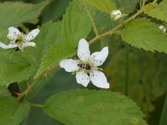Typocerus sparsus